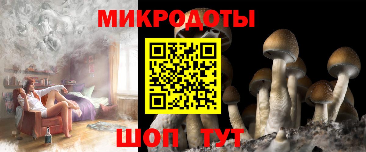Тулун  Псилоцибиновые грибы прущие грибы  Вход с VPN  Галлюциногенные грибы Psilocybe 